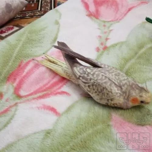 خانه و  آشپزخانه - حیوانات - پرندگان