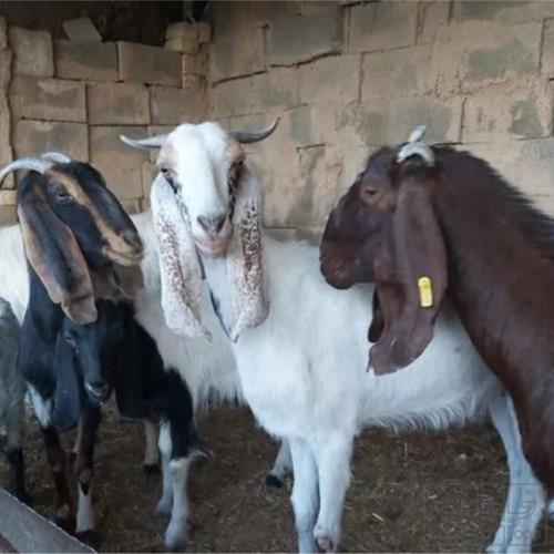 خانه و  آشپزخانه - حیوانات - پستانداران