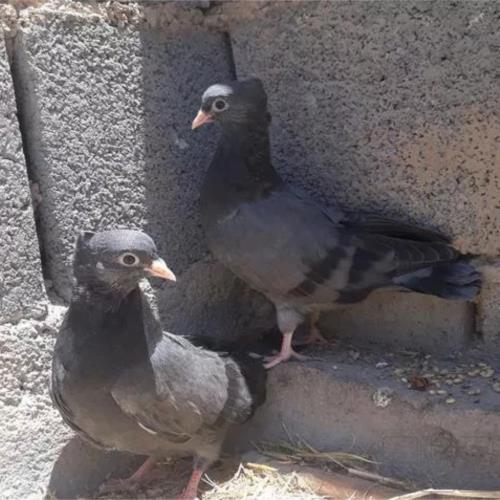خانه و  آشپزخانه - حیوانات - پرندگان