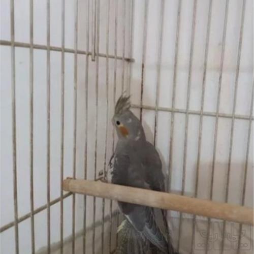 خانه و  آشپزخانه - حیوانات - پرندگان