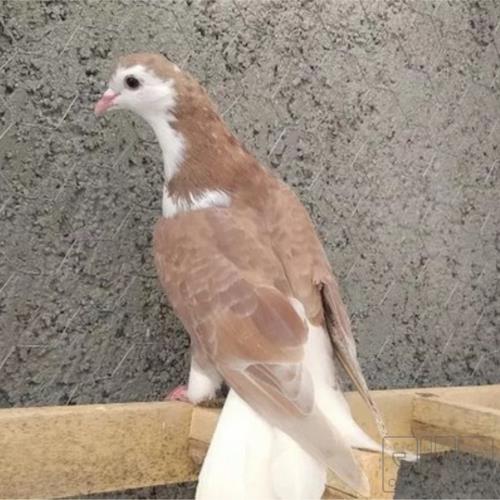 خانه و  آشپزخانه - حیوانات - پرندگان