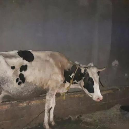خانه و  آشپزخانه - حیوانات - پستانداران