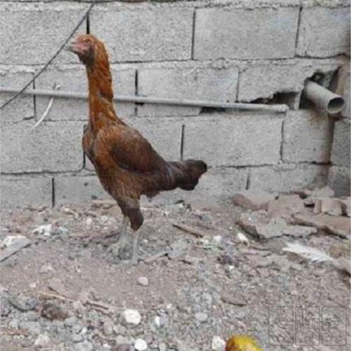 خانه و  آشپزخانه - حیوانات - پرندگان