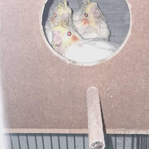 خانه و  آشپزخانه - حیوانات - پرندگان