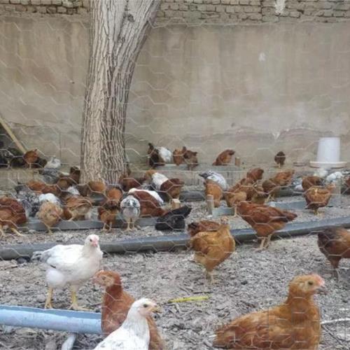 خانه و  آشپزخانه - حیوانات - پرندگان