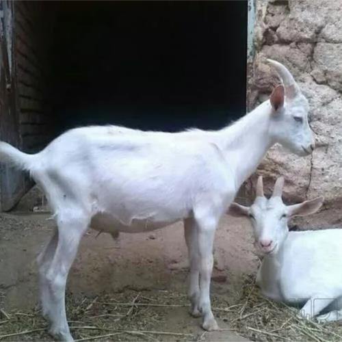 خانه و  آشپزخانه - حیوانات - پستانداران