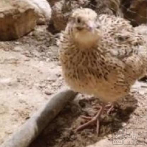 خانه و  آشپزخانه - حیوانات - پرندگان