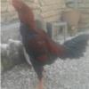 خانه و  آشپزخانه - حیوانات - پرندگان