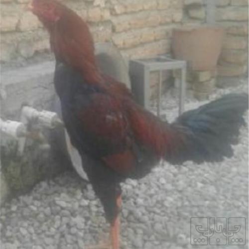 خانه و  آشپزخانه - حیوانات - پرندگان
