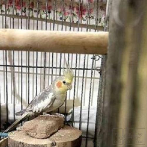 خانه و  آشپزخانه - حیوانات - پرندگان
