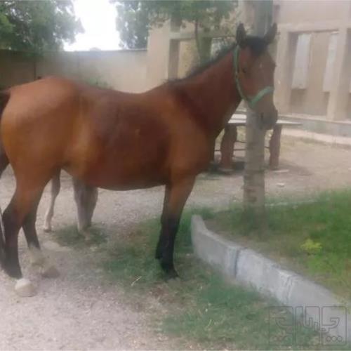 خانه و  آشپزخانه - حیوانات - پستانداران