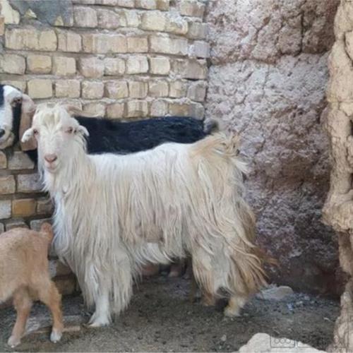 خانه و  آشپزخانه - حیوانات - پستانداران