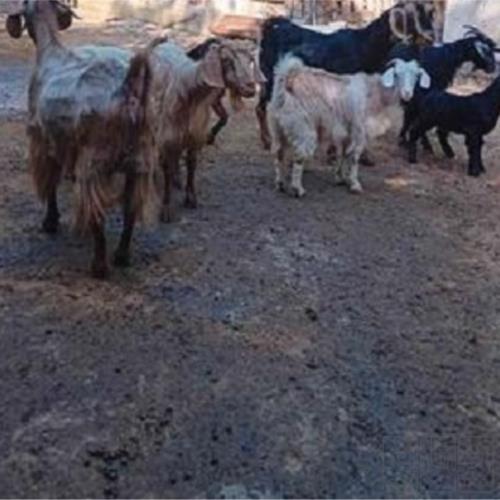 خانه و  آشپزخانه - حیوانات - پستانداران