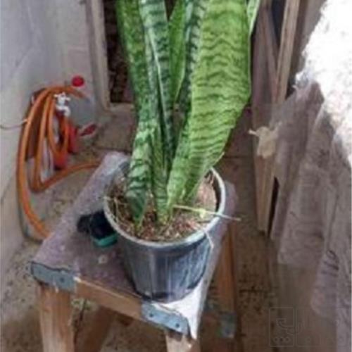 خانه و  آشپزخانه - باغبانی - گل و گیاه طبیعی