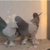 خانه و  آشپزخانه - حیوانات - پرندگان