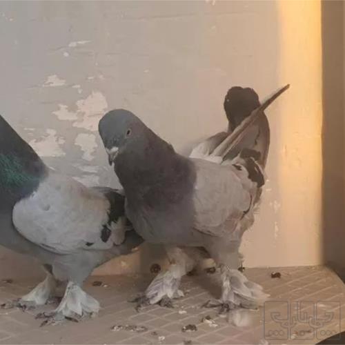 خانه و  آشپزخانه - حیوانات - پرندگان