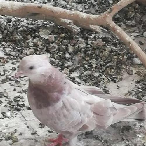 خانه و  آشپزخانه - حیوانات - پرندگان