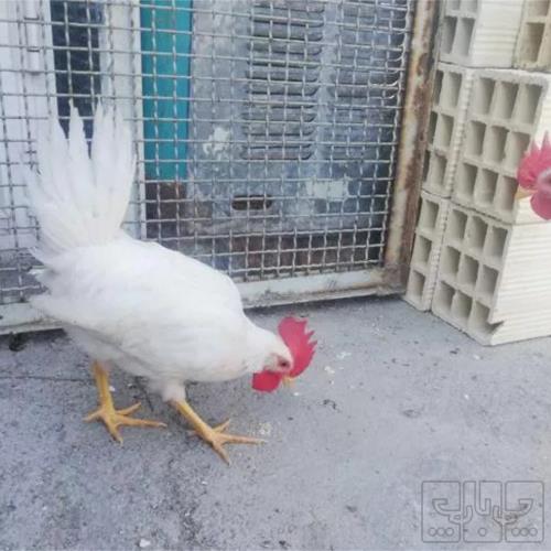 خانه و  آشپزخانه - حیوانات - پرندگان