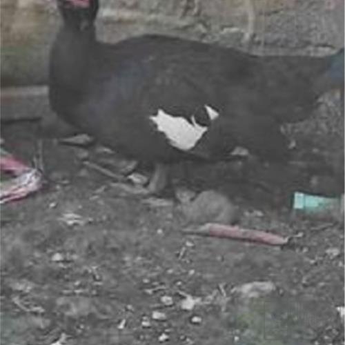 خانه و  آشپزخانه - حیوانات - پرندگان