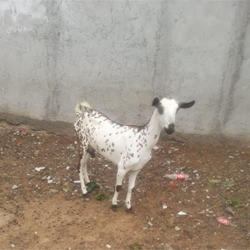 خانه و  آشپزخانه - حیوانات - پستانداران