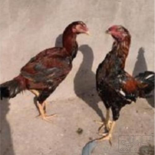 خانه و  آشپزخانه - حیوانات - پرندگان