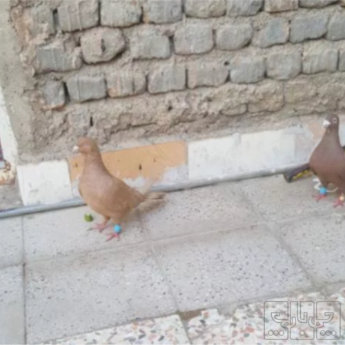 خانه و  آشپزخانه - حیوانات - پرندگان