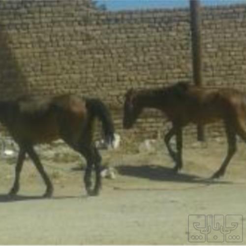 خانه و  آشپزخانه - حیوانات - پستانداران