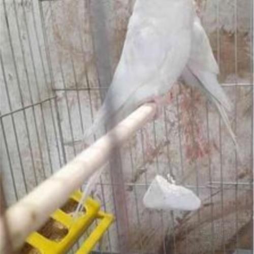 خانه و  آشپزخانه - حیوانات - پرندگان