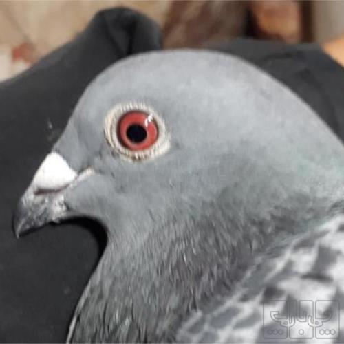خانه و  آشپزخانه - حیوانات - پرندگان