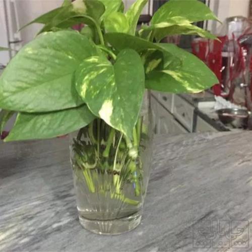 خانه و  آشپزخانه - باغبانی - گل و گیاه طبیعی