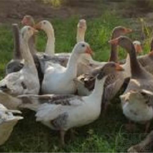 خانه و  آشپزخانه - حیوانات - پرندگان