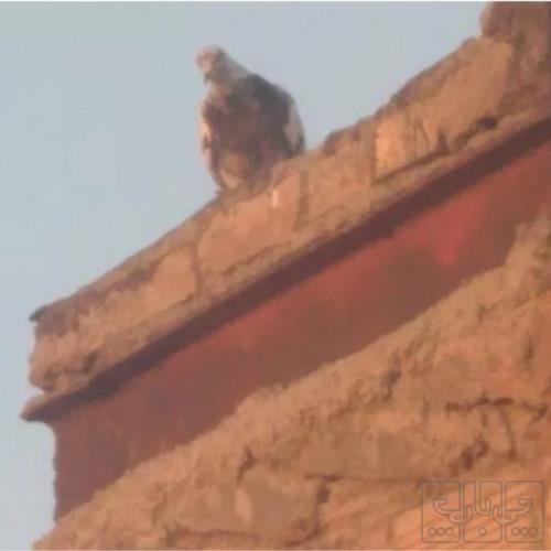 خانه و  آشپزخانه - حیوانات - پرندگان