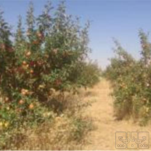 باغ و باغچه