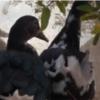 خانه و  آشپزخانه - حیوانات - پرندگان