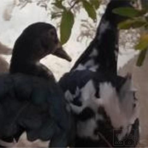 خانه و  آشپزخانه - حیوانات - پرندگان