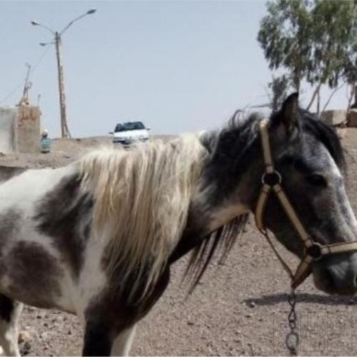 خانه و  آشپزخانه - حیوانات - پستانداران
