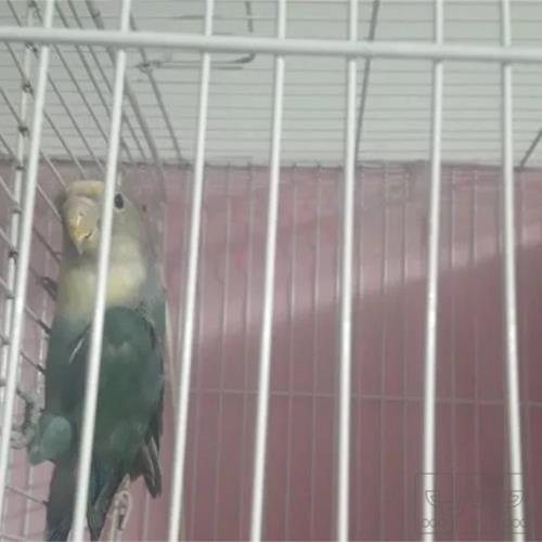 خانه و  آشپزخانه - حیوانات - پرندگان