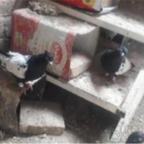 خانه و  آشپزخانه - حیوانات - پرندگان