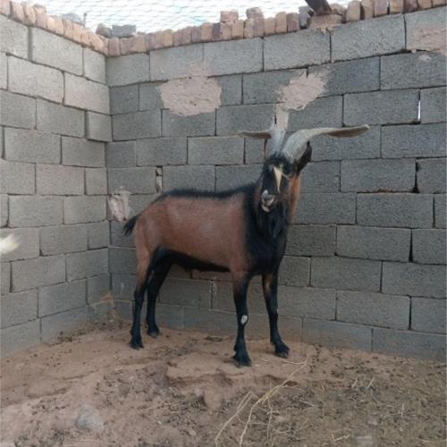 خانه و  آشپزخانه - حیوانات - پستانداران