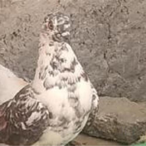 خانه و  آشپزخانه - حیوانات - پرندگان