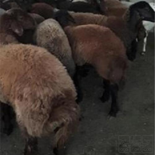 خانه و  آشپزخانه - حیوانات - پستانداران