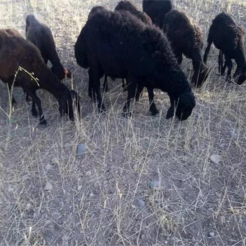 خانه و  آشپزخانه - حیوانات - پستانداران