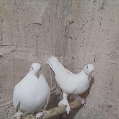 خانه و  آشپزخانه - حیوانات - پرندگان