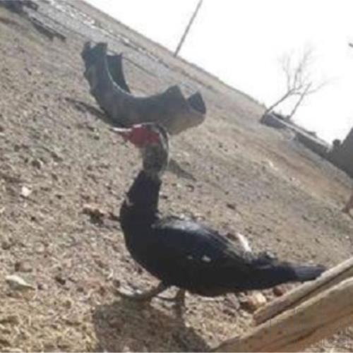 خانه و  آشپزخانه - حیوانات - پرندگان