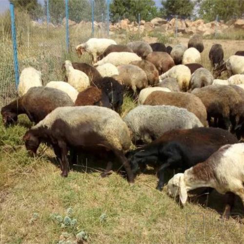 خانه و  آشپزخانه - حیوانات - پستانداران