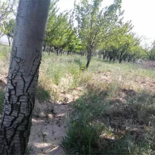 باغ و باغچه