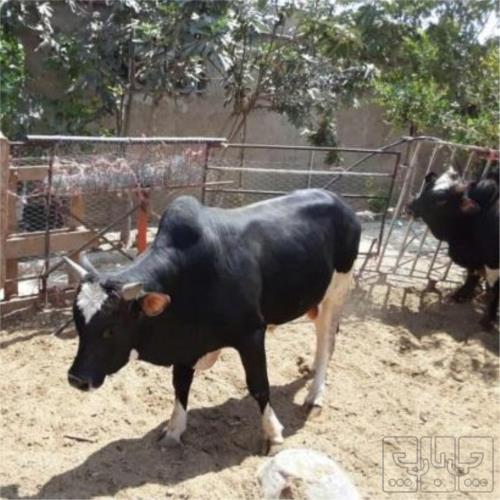 خانه و  آشپزخانه - حیوانات - پستانداران
