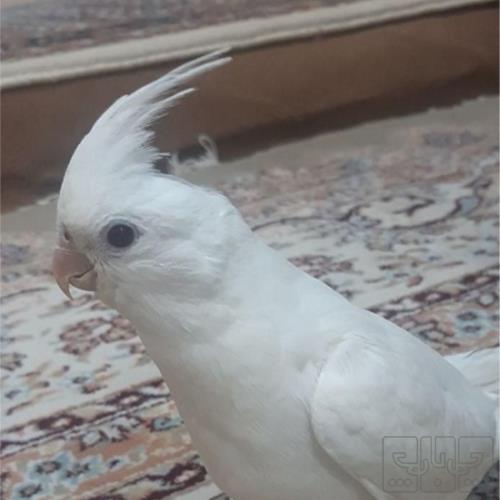 خانه و  آشپزخانه - حیوانات - پرندگان