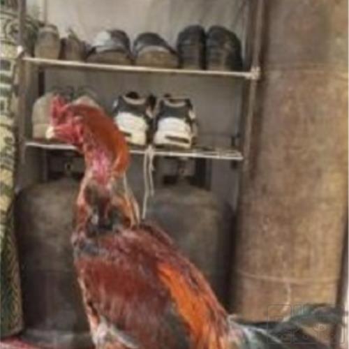 خانه و  آشپزخانه - حیوانات - پرندگان