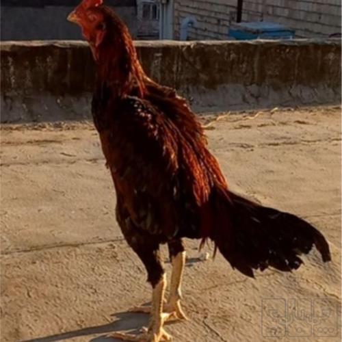 خانه و  آشپزخانه - حیوانات - پرندگان